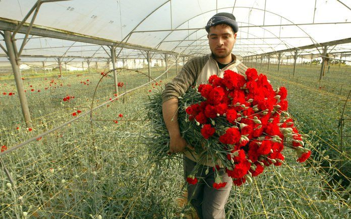 Israël is bereid de komende weken de grenzen van de Gazastrook open te houden voor de export van bloemen naar Nederland. Foto EPA