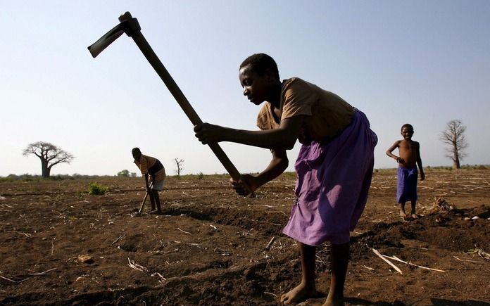 „Als het gaat om de aandacht voor de landbouw zien we wereldwijd een kentering in het ontwikkelingsdenken. Na jaren van relatieve verwaarlozing staat landbouw weer volop in de aandacht.” Foto: landbouw in Malawi. - Foto EPA