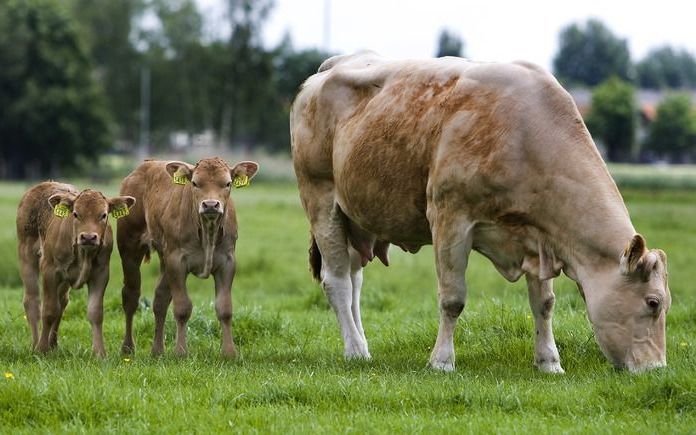 Duizenden boeren met tractoren en koeien gaan dinsdag bij het Europees Parlement in Straatsburg demonstreren tegen de lage handelsprijzen voor melk. Foto ANP