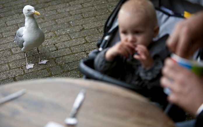 DEN HAAG – De gemeente Den Haag wil de overlast aanpakken die meeuwen in de stad veroorzaken. Het stadsbestuur heeft met minister Verburg (Natuur) afgesproken ontheffing te gaan aanvragen om meeuwen te kunnen bestrijden. Foto ANP