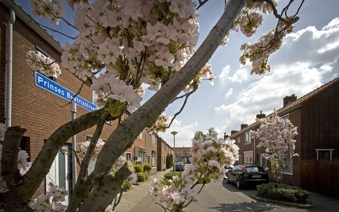 Bewoners van de Prinses Beatrixstraat in Oud-Beijerland reageren verschillend op de vraag of de koningin moet aftreden. beeld RD, Henk Visscher