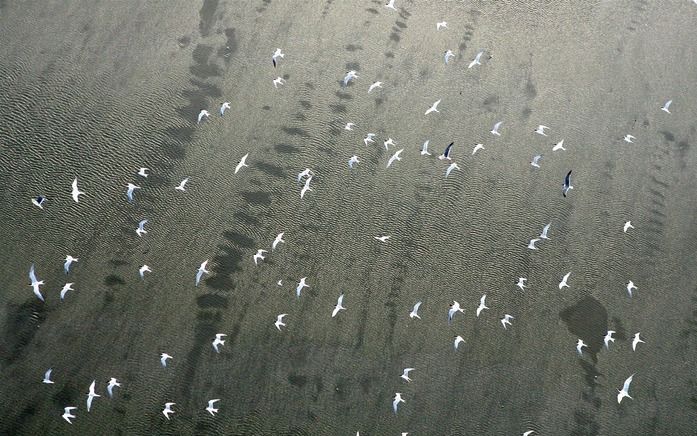 NEW YORK - Vogels vliegen over het met olie vervuilde water van de Golf van Mexico. Foto EPA