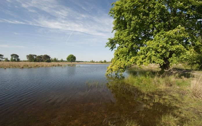 De vennen leven weer. beeld Natuurmonumenten