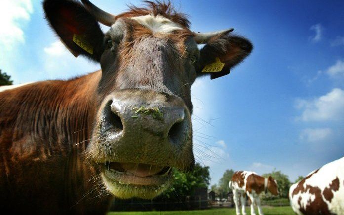 De enorme vraag naar zuivelproducten zorgt voor een tekort aan melkkoeien. Foto ANP