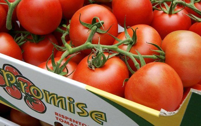 De tomatenindustrie van de Amerikaanse staat Florida is volledig ingestort. Tomaten ter waarde van 40 miljoen dollar liggen weg te rotten, omdat ze van de Amerikaanse Voedsel- en Warenautoriteit (FDA) voorlopig niet verkocht mogen worden. Foto ANP