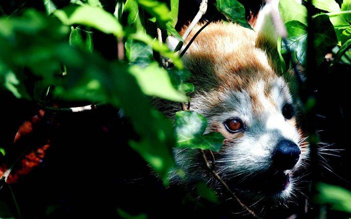 AMSTERDAM - De rode panda uit Artis die sinds 1 juli werd gezoogd door een huiskat is overleden. Het jonge diertje werd donderdagochtend levenloos aangetroffen, meldde Artis vrijdag. Foto ANP