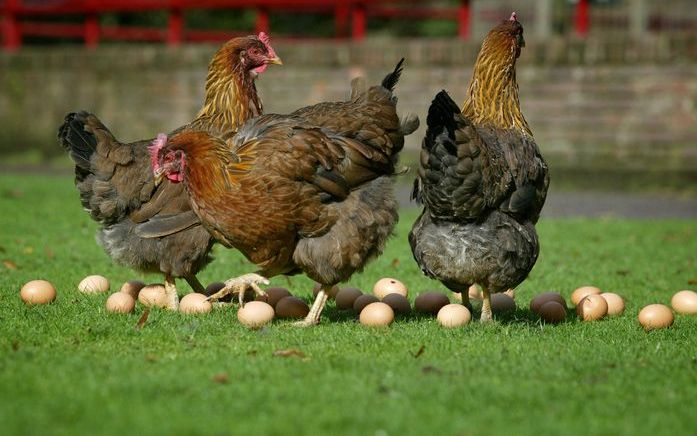 Kippen doen meer dan eieren leggen. Ze vrolijken de tuin op, zorgen voor gezelligheid en leren hun eigen mensen kennen. En ze houden van een spannende buitenren.