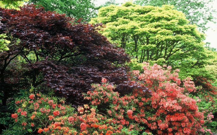 In de tuin doet de azalea het goed op veen en kalkarme zandgronden. Een potazalea gedijt prima in grond met weinig kalk, liefst enigszins zure bosgrond. Foto’s Bloemenbureau Holland en Plant Publicity Holland