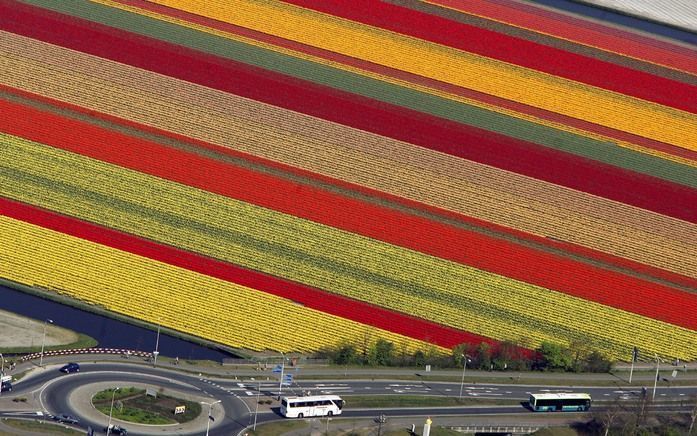 DEN HAAG (ANP) – Damherten die over de Zuid-Hollandse bollenvelden lopen, mogen van de provincie afgeschoten worden. Foto ANP