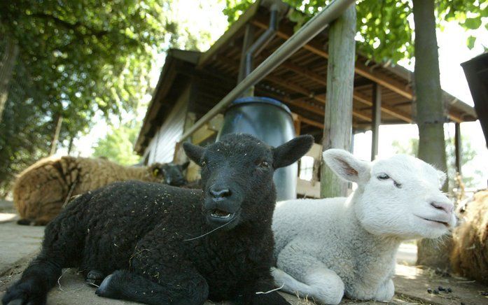 Geiten op de kinderboerderij. Foto ANP