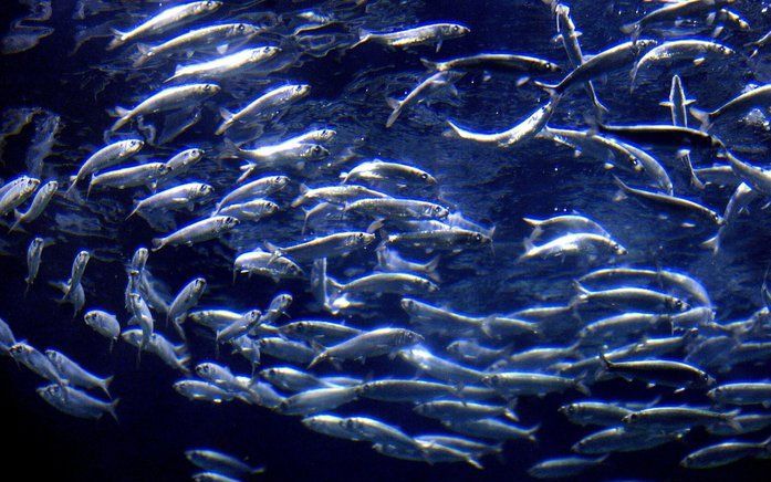 ROTTERDAM - De eerste haringen zwemmen in 2003 in zo'n 100.000 liter zeewater in het Noordzee-gedeelte van het Oceanium van Diergaarde Blijdorp in Rotterdam. Foto ANP