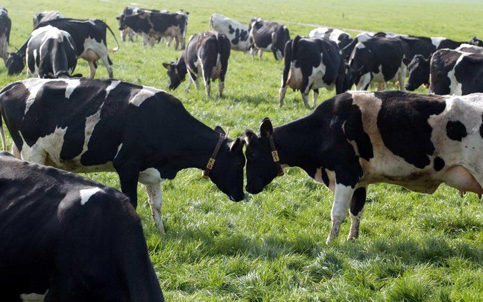 ZOETERWOUDE – Veel boeren in de EU worden getroffen door de historisch lage prijzen voor melk en boter. Sommige agrariërs moeten hun melk zelfs met verlies verkopen. Een verdere verhoging van de productie, waardoor de melkprijs nog verder onderuitgaat, is