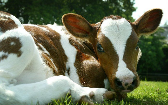 DEN HAAG – Nederlands kalfsvlees wordt weer toegelaten tot Saoedi–Arabië. In 1998 sloot het land de grenzen voor kalfsvlees toen in ons land de gekkekoeienziekte (BSE) opdook, meldt donderdag het ministerie van LNV. Foto ANP