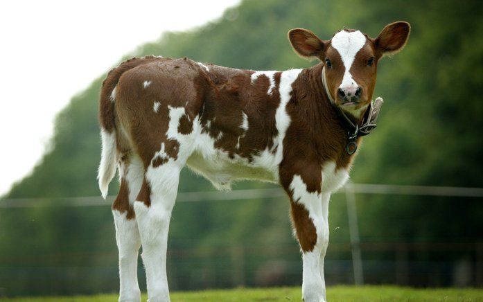 AMSTERDAM – De organisatie voor dierenwelzijn Wakker Dier heeft de reclame ’kalfsvlees, daar worden we allemaal vrolijk van’ uitgeroepen tot meest misleidende reclame van Nederland. Foto ANP