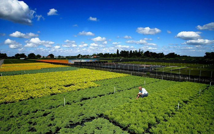 Tuinbouw in Boskoop, Foto ANP