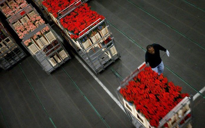 ZOETERMEER – Niet alleen mensen op vrijersvoeten lopen zich warm voor Valentijnsdag. De komende week is het een topdrukte op de bloemenveilingen. Vooral rode rozen zijn niet aan te slepen. Foto ANP