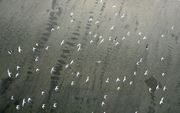NEW YORK - Vogels vliegen over het met olie vervuilde water van de Golf van Mexico. Foto EPA