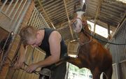 OLDENZAAL – Hoefsmid Marco Peperkamp bekapt en beslaat een paard op een boerderij in Oldenzaal. Uit onderzoek blijkt dat hoefsmeden hun eigen beroepsgroep kritisch bezien. Foto Ruben Meijerink