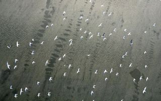 NEW YORK - Vogels vliegen over het met olie vervuilde water van de Golf van Mexico. Foto EPA