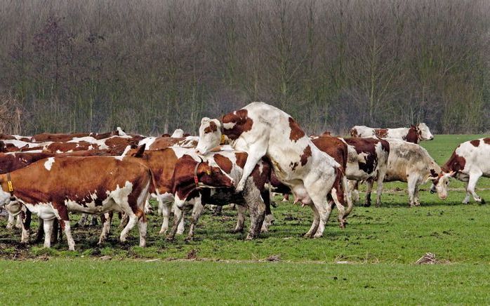 Bestaande veehouderijen hebben geen natuurbeschermingswetvergunning nodig als zij beschikken over een milieuvergunning die ouder is dan de aanwijzing van natuur als beschermd gebied in hun buurt. Foto ANP