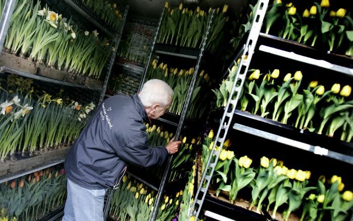 Reclame voor Nederlandse bloembollen wordt mede betaald door de EU. Foto ANP