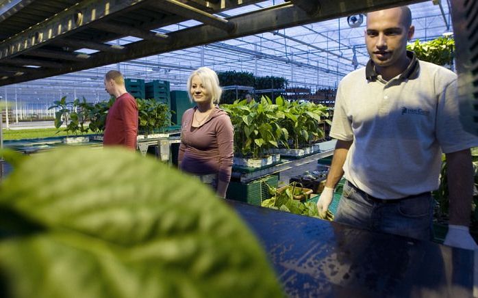 Poolse werknemers aan de slag in Nederland. Foto ANP