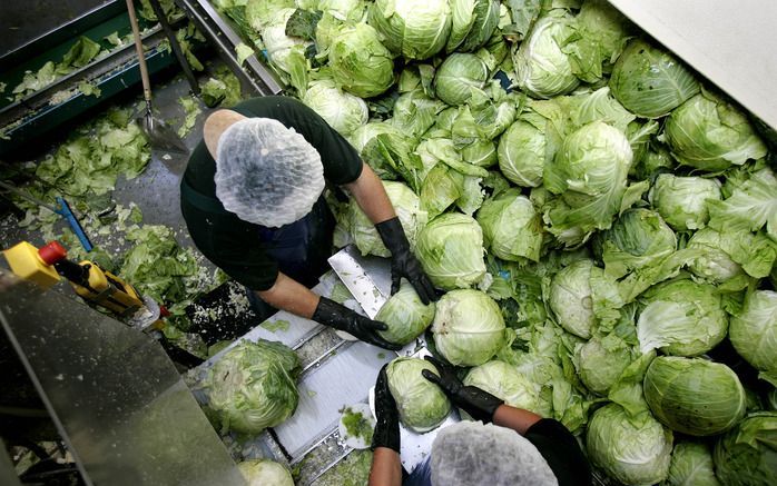 WAGENINGEN - Het eten van bijna drie ons rauwe groente en fruit per dag vermindert het risico op het krijgen van een beroerte met ruim een derde. Als de groenten worden gekookt of het fruit wordt bewerkt, is er geen positief effect op het voorkomen van be