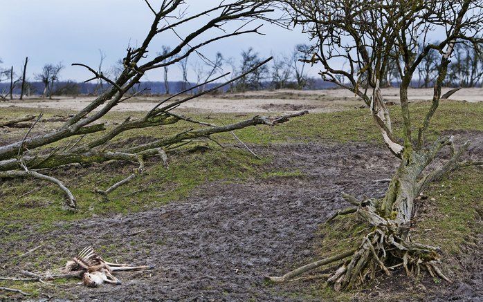 Een dood edelhert in de Oostvaardersplassen. In het natuurgebied worden de heckrunderen, edelherten en konikpaarden zo veel mogelijk met rust gelaten. Ze worden niet bijgevoerd. Wel worden zwakke exemplaren afgeschoten om onnodig lijden te voorkomen. Foto