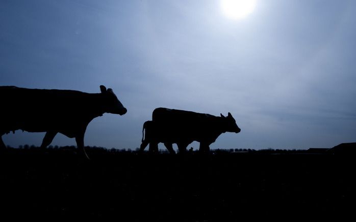 Mogelijk acties op komst in zuivelsector. Foto ANP