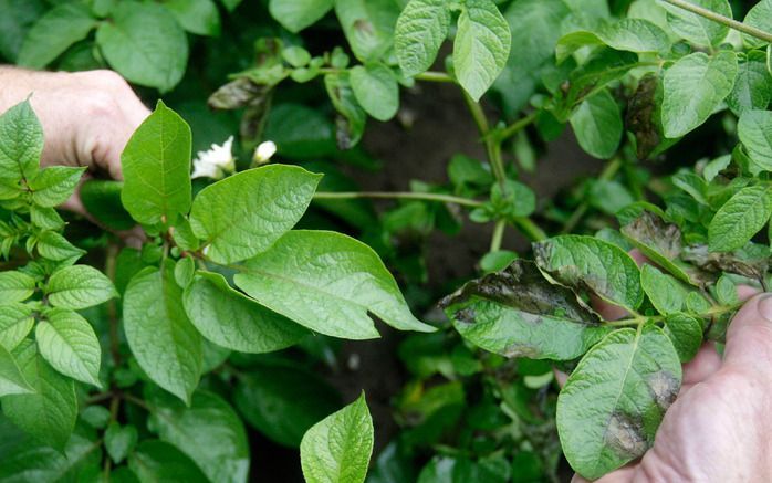 DEN HAAG - Van de Nederlandse akkerbouwers en tuinders zegt 47 procent transgene gewassen te gaan telen als dat nodig is om belangrijke ziektes buiten de deur te houden. Meer dan een derde, 38 procent, twijfelt over zo’n overstap, terwijl 15 procent zegt 