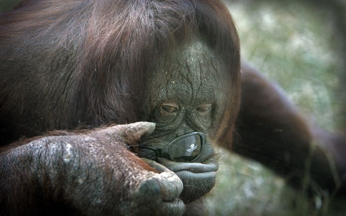 Jarige orang-oetan in de Apenheul. Foto ANP