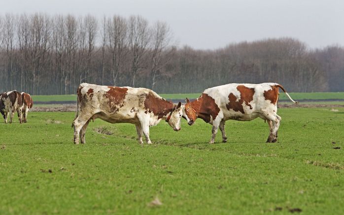 DEN HAAG (ANP) – Meer dan honderd hoogleraren van Nederlandse universiteiten en van uiteenlopende disciplines keren zich in een manifest tegen het beleid van minister Verburg (LNV) voor de intensieve veehouderij.