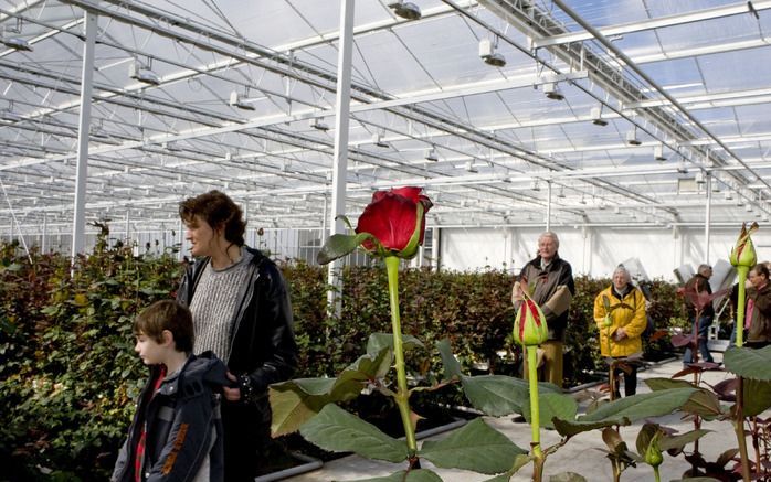 ZOETERMEER – De werkgelegenheid in de land– en tuinbouw is in Europa in de afgelopen tien jaar met een kwart gedaald, en in ons land is die daling volgens cijfers van het CBS 17 procent. Foto ANP