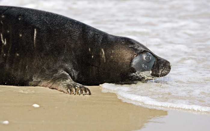 Een piepjonge grijze zeehondenpup heeft in de nacht van donderdag op vrijdag zeker 1,5 tot 2 kilometer over het land gekropen. Foto ANP