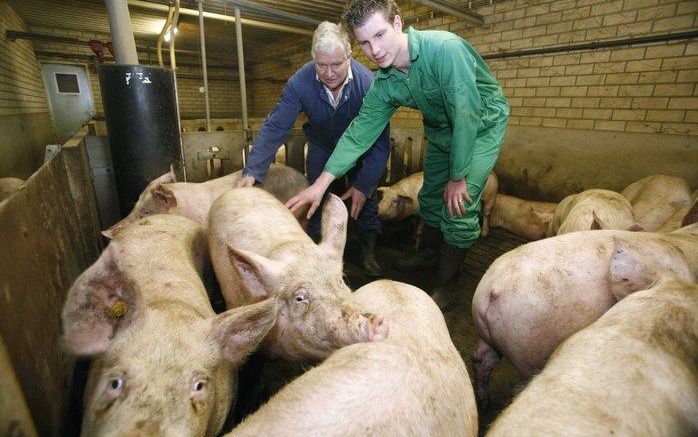 BEUSICHEM – Jan Vernooy (l.), directeur van varkenshandel De Heer, samen met zijn zoon in de stal van het bedrijf in Beusichem. „Een jaar geleden stopte je in een varken van 95 kilo dus voor pakweg 45 euro aan voer. Nu loopt dat tegen de 60 euro. De voerk