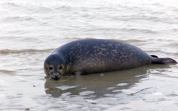 Aantal zeehonden op peil. Foto ANP