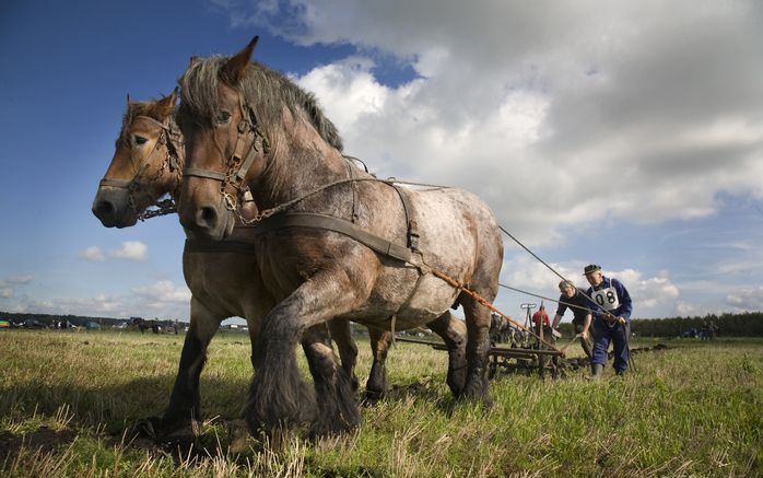 Onderzoekers vinden oorzaak spierziekte bij paarden. Foto ANP