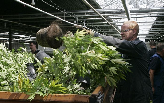 De wetenschappelijke kennis op het gebied van medische toepassingen van cannabis moet worden bevorderd en verspreid. Foto ANP