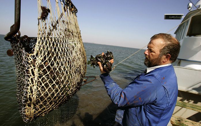 Zeeland is bezorgd over het voortbestaan van de mosselsector. Foto ANP