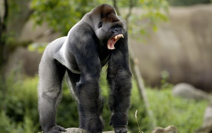 DEN HAAG (ANP) – Diergaarde Blijdorp in Rotterdam wordt niet vervolgd voor de uitbraak van gorilla Bokito in 2007. Dat maakte het gerechtshof in Den Haag dinsdag bekend. Foto ANP