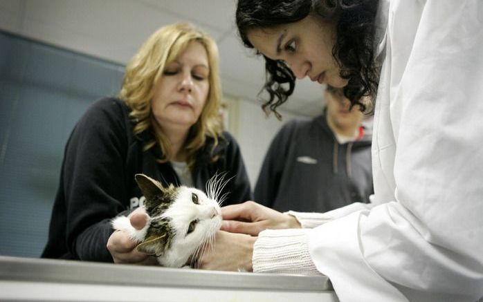 Minimax Dierendokter in Rotterdam is het eerste initiatief dat zich richt op dierenbezitters met een bijstandsuitkering. Een ingreep kost er gemiddeld de helft minder dan elders. Foto’s Roel Dijkstra