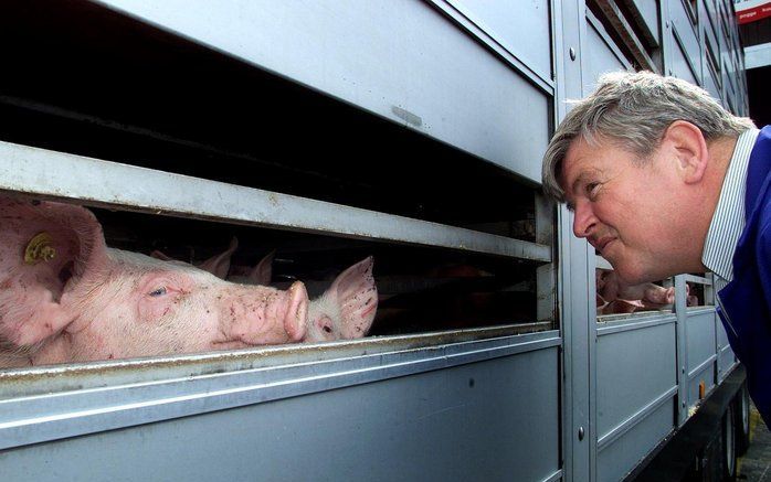 DEN HAAG (ANP) – Veehandelaren en vervoerders hopen woensdagavond te horen of ze met nieuwe afspraken over dierenwelzijn voortaan af zijn van tijdrovende klepcontroles bij diertransporten. Foto ANP