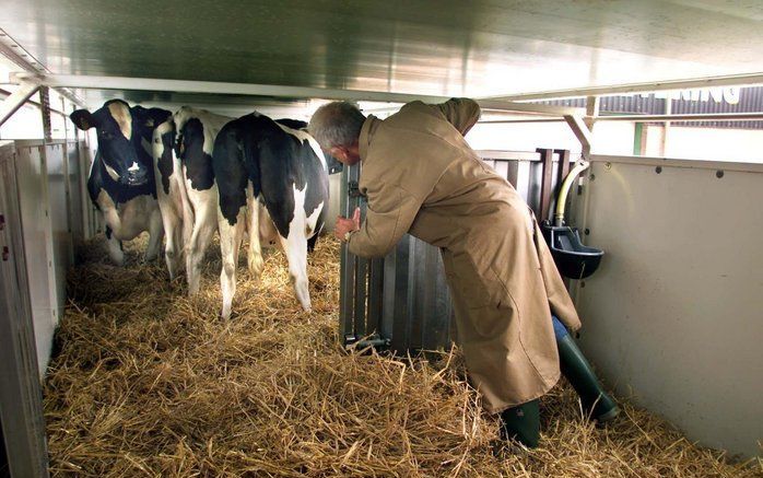 AMSTERDAM - Minister Verburg (Landbouw) stelt permanente controle in bij het slachthuis in Leeuwarden. Alle veetransporten worden er gecontroleerd door de Algemene Inspectiedienst (AID). Verburg is ook bezig om een gezaghebbende Belgische veterinaire desk