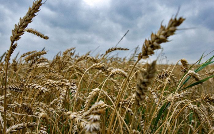 Brood is in een jaar tijd gemiddeld 10 procent duurder geworden. Foto ANP