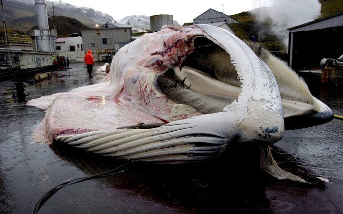 Een gevangen walvis op het droge in een haven ten noorden van Reykjavik. Foto EPA