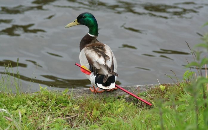 LEEUWARDEN – De dierenambulance Leeuwarden maakt al twee weken jacht op een mannetjeseend met een pijl in zijn achterwerk. De ambulancedienst wordt plat gebeld door Leeuwarders die zich zorgen maken over de vogel. Foto ANP