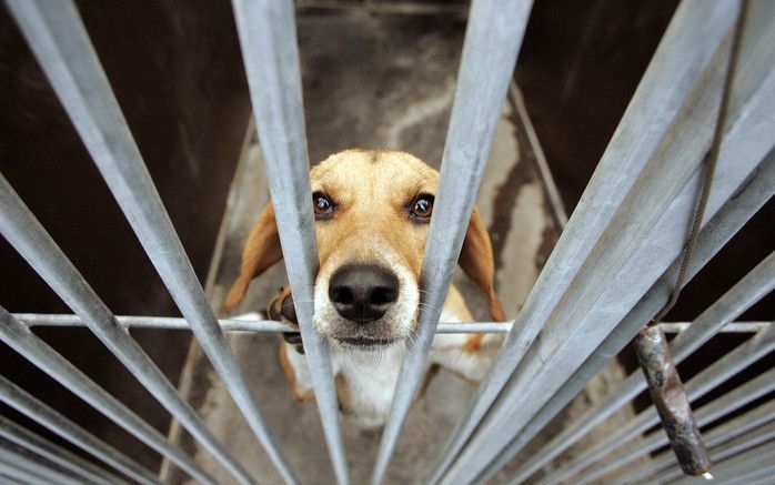 DEN HAAG - De wetgeving om dieren te beschermen is veel te vrijblijvend en ineffectief, vinden 22 organisaties van dierenbeschermers. Na maanden zwoegen bieden ze de Tweede Kamer dinsdag een wetsvoorstel aan dat de zaken volgens hen beter regelt dan in he