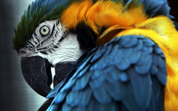 De blauwgele ara leeft in het tropisch regenwoud. Foto ANP.