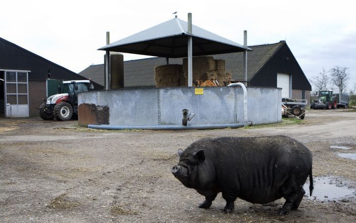 SPAARNWOUDE - Een hangbuikzwijn loopt rond op een biologisch boerenbedrijf in Spaarnwoude. Foto ANP