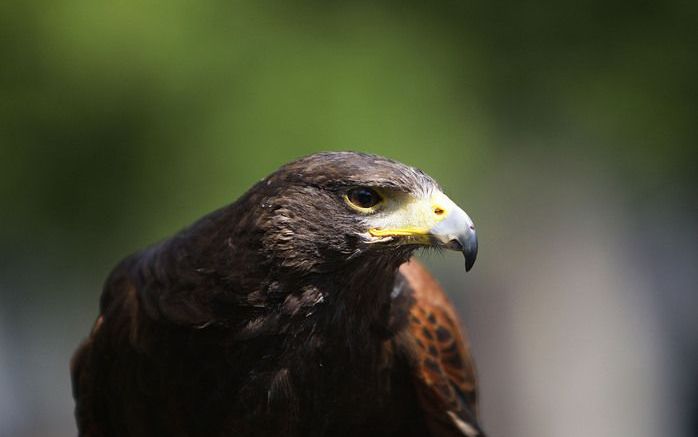 HOENDERLOO - Haviken hebben flink huisgehouden onder de 29 korhoenders die in september vorig jaar werden uitgezet op de Hoge Veluwe. Vijf tot acht korhoenders zijn op dit moment nog in leven. Foto ANP